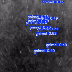 Animals (Thermal)