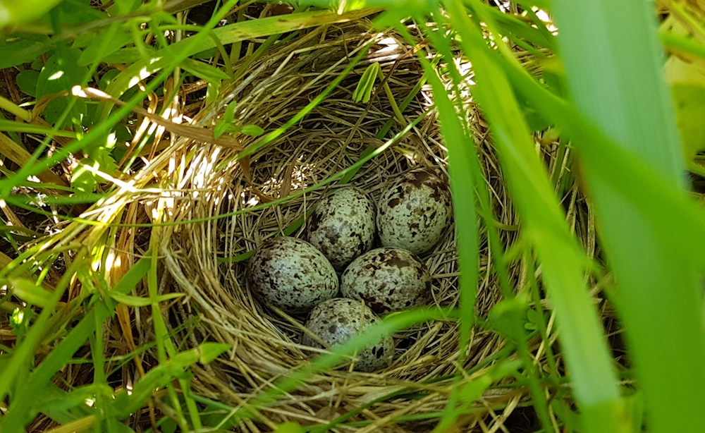 Bird nest in grass