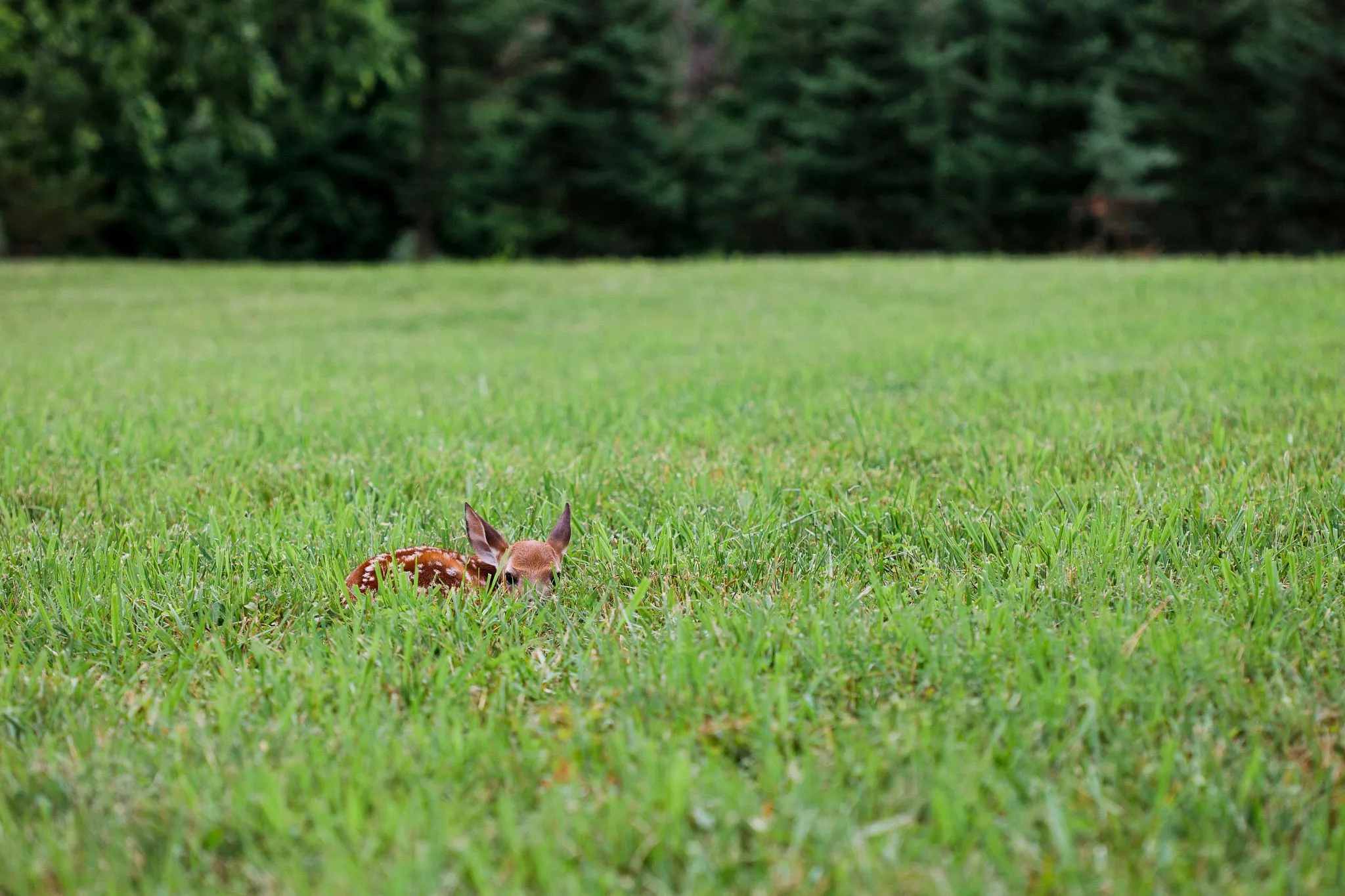 Fawn hiding in tall grass